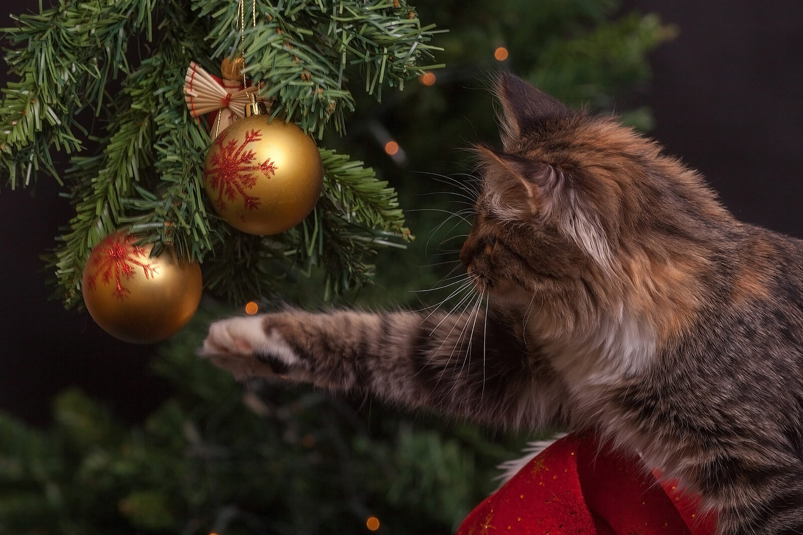 クリスマスツリーと猫